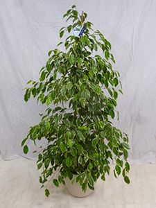 [Palmenlager] - XL Ficus benjamini "Golden King" 160 cm // Zimmerpflanze