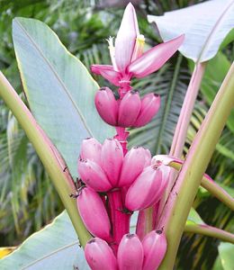 BALDUR-Garten Rosa Zwerg-Banane, 1 Pflanze, Musa velutina Keniabanane, exotische Bananen-Rarität, mehrjährig - frostfrei halten, Bananen-Früchte essbar