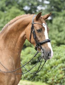 Busse Kandare MAILAND schwarz/Lack-Kristall, Busse_17_Groessen:Vollblut Busse Kandare MAILAND schwarz/Lack-Kristall, Busse_17_Groessen:Vollblut