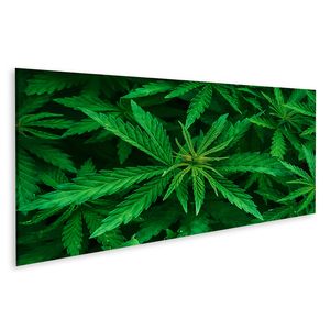 Bild auf Leinwand Cannabis Marihuana Blatt Closeup Hintergrund Natur Hintergrund Low Key  Wandbild Leinwandbild Wand Bilder Poster 120x40cm Panorama