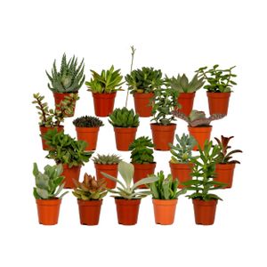 Hello Plants | Succulent - Sukkulenten Mix - 20 Stück - 7cm  hoch, 5,5Ø - Zimmerpflanze - Ohne Korb