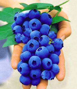BALDUR-Garten Gartenheidelbeeren 'Nui', 1 Pflanze, Blaubeeren Heidelbeeren Pflanz, Vaccinium corymbosum, winterhart, mehrjährig, reiche Ernte an essbaren Früchten