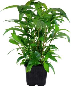 Mutterpflanze Aquariumpflanze Hygrophila 'Siamensis' XL AquaOne Deko Nr.353A XL