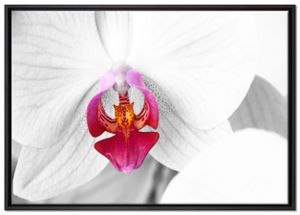 anmutige Orchideen Blüte Leinwandbild 100x70 cm im Bilderahmen / Wandbild  / Schattenfugenrahmen / Kein Poster