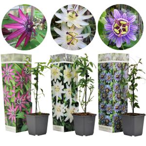 Plant in a Box - Gartenpflanze - Winterhart - 3er Set Passiflora Kletterpflanze - Topf 9cm - Höhe 20-30cm