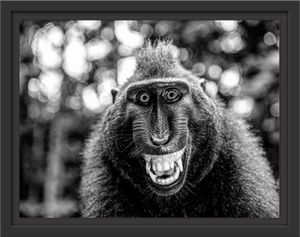 Lustiger Affe lacht mit offenem Maul, Monochrome im Schattenfugen Bilderrahmen / Format: 38x30 im Schattenfugen-Bilderrahmen / Kunstdruck auf hochwertigem Galeriekarton / hochwertige Leinwandbild Alternative