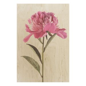 Holzbild - Blühende Pfingstrose Pink auf Weiß - Hochformat 3:2, Größe HxB:120cm x 80cm