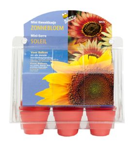 Mini-Gewächshaus Sonnenblumen | Anzuchtsets von Buzzy Gifts