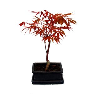 Japonski klon wachlarzowy, Acer palmatum, misa 15 cm