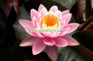Seerose Fabiola winterhart intensiv rosa - Rhizom, Teichpflanze