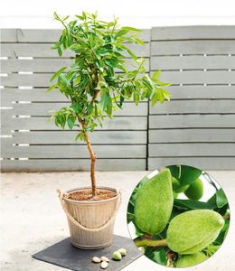 BALDUR-Garten Süß-Mandel "Nut Me® Almond", 1 Pflanze, Mandelbaum, winterhart, mehrjährig, blühend, Prunus dulcis, selbstfruchtend, essbare Früchte, Obst-Rarität