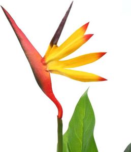 vidaXL Sztuczny kwiat Strelitzia Reginae Bird of Paradise Flower 66 cm