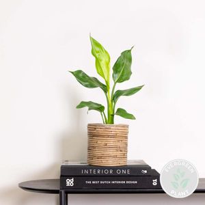 Strelitzia Reginae - Paradiesvogelpflanze - Topfpflanze - Immergrün – ⌀12 cm - ↕30-40 cm