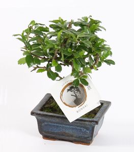 Bonsai von Botanicly – Bonsai Mix – Höhe: 20 cm