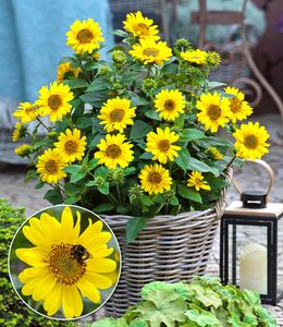 BALDUR-Garten Winterharte Sonnenblume "SunCatcher®", 1 Pflanze, Helianthus, bienen- & schmetterlingsfreundlich, winterharte Stauden-Sonnenblume, mehrjährig, blühend