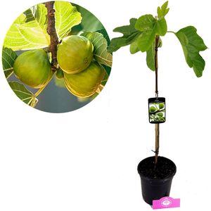 Ficus carica 'Col de Dame Blanch' Feigenbaum, 2 Liter Topf