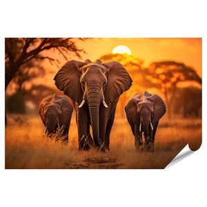 Wandbilder Afrikanischer Elefant im Sonnenuntergang
