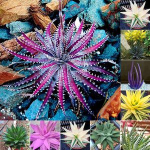100 Stück seltene Aloe-Vera-Samen, saftige Kräuter-Balkon-Garten-Topf-Bonsai-Pflanze