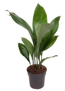 Grünpflanze – Schusterpalme (Aspidistra elatior) mit Übertopf – Höhe: 60 cm – von Botanicly