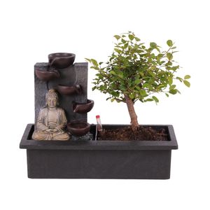 Drzewo Bonsai z systemem wodnym Easy Care - Budda - Wysokość 25-35 cm