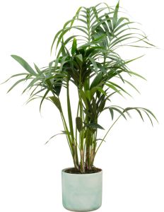 Kentia-Palme – Howea forsteriana – Zimmerpflanze ca. 130 cm – Topf Ø22 cm – inkl. Ocean Green Übertopf – Tropisches Flair für Innenräume