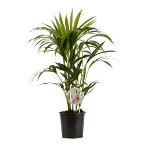 Kentiapalme – Kentia Palm (Kentia Palm) mit Übertopf – Höhe: 80 cm – von Botanicly