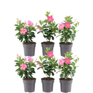 Plants by Frank - Set von 6 Mandevilla rosa Pflanzen - 6 x Dipladenia Pink in 12 cm Topf - Mediterrane Pflanzen - Frisch aus der Gärtnerei Geliefert - Schling & Kletterpflanzen