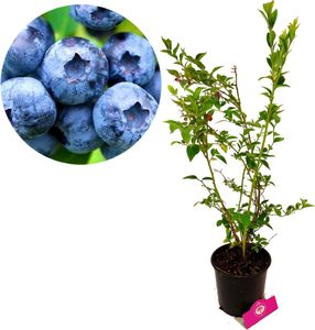 Vaccinium corymbosum 'Chandler' Heidelbeere, 2 Liter Topf
