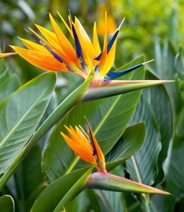 BALDUR-Garten Paradiesvogel-Blume Strelitzie, 1 Pflanze, Strelitzia reginae, blühende Zimmerpflanze, mehrjährig - frostfrei halten, pflegeleicht, Wasserbedarf gering, blühend
