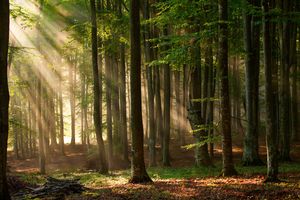 Fototapete Vlies 22613 Autumn Forest Shadow 10-tlg. 500 x 280 cm