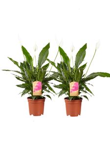 Zimmerpflanzen von Botanicly – 2 × Einblatt – Höhe: 70 cm – Spathiphyllum Vivaldi