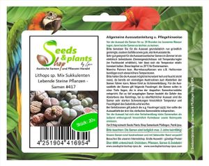 20x Lithops sp. Mix Sukkulenten Lebende Steine Pflanzen - Samen #417