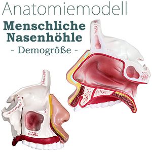 Anatomie Modell Lehrmodell Menschliche Nasenhöhle Obere mittlere und untere Nasenmuschel Mensch Conchae Nasales Anatomisches Nasen Model Vergrößert MedMod