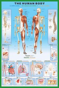 1art1 36800 Der Menschliche Körper - Anatomie Poster (91 x 61 cm)