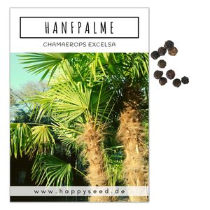 Hanfpalme Samen (Chamaerops excelsa) - Exotische Palme ideal geeignet als Kübelpflanze Indoor und Outdoor