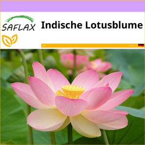 SAFLAX - Wasserpflanzen - Indische Lotusblume - 8 Samen - Nelumbo nucifera