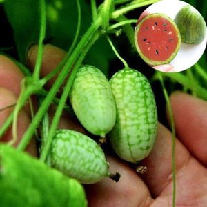 10 Pcs Cute Mini Watermelon Seeds Miniatur Obst Home Yard Garden Decor Plant