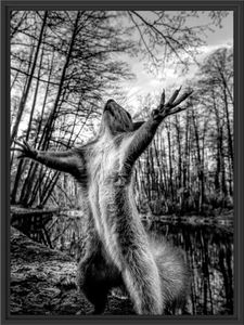 Lustiges Eichhörnchen steht im Wald, Monochrome im Schattenfugen Bilderrahmen / Format: 80x60 im Schattenfugen-Bilderrahmen / Kunstdruck auf hochwertigem Galeriekarton / hochwertige Leinwandbild Alternative