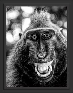 Lustiger Affe lacht mit offenem Maul, Monochrome im Schattenfugen Bilderrahmen / Format: 38x30 im Schattenfugen-Bilderrahmen / Kunstdruck auf hochwertigem Galeriekarton / hochwertige Leinwandbild Alternative