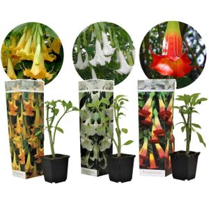 Plant in a Box - Brugmansia Mix - 3er Mix - 'Engelstrompete' - Gartenpflanze - Trompetenbaum - Kübelpflanze - Topf 9cm - Höhe 25-40cm