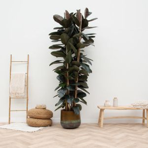 Ficus Elastica Abidjan Strauch - 225cm