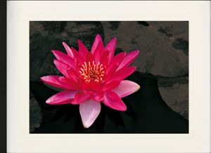 Blumen Gerahmtes Bild Mit Edlem Passepartout | Wand-Bilder | Im Bilderrahmen - Blütenzauber, Rote Seerose (60 x 80 cm)