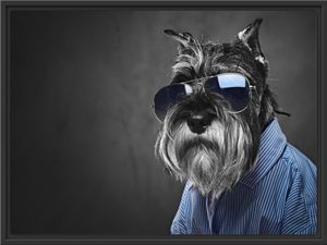 Lustiger Hund mit Hemd und Sonnenbrille B&W Detail im Schattenfugen Bilderrahmen / Format: 80x60 im Schattenfugen-Bilderrahmen / Kunstdruck auf hochwertigem Galeriekarton / hochwertige Leinwandbild Alternative