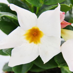 Dipladenia - Cílsky jazmín - 10cm kvetinác - sada 3 rastlín - biela