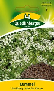 Quedlinburger Saatgut - Kümmel - Samen - 494182
