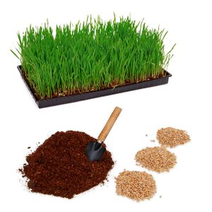 Katzengras Pflanzset mit Kunststoffschale - DIY Set mit Samen & Erde