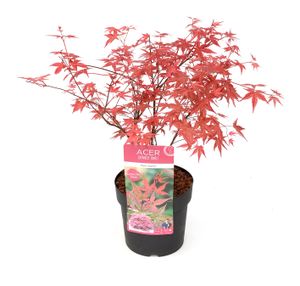 Acer palmatum Beni Maiko - Japanischer Ahorn - Topf 19cm - Höhe 60-70cm