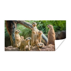 MuchoWow® Poster Erdmännchen - Familie - Tiere 150x75 cm - ohne Rahmen