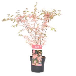 Plant in a Box - Acer Palmatum 'Taylor' - Japanischer Ahorn - winterhart - Baum - Topf 19cm - Höhe 50-60cm