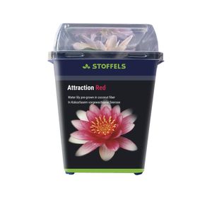 Stoffels Seerose Attraction Red - vorkultivierte Seerose in Kokosfasern